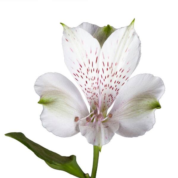 Globalrose Fresh White Alstroemeria Flowers (80 Stems - 320 Blooms)