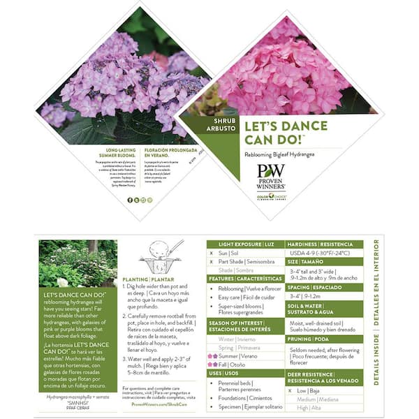 PROVEN WINNERS 2 Gal. Let's Dance Can Do Hydrangea Shrub with Pink Blooms  18133 - The Home Depot