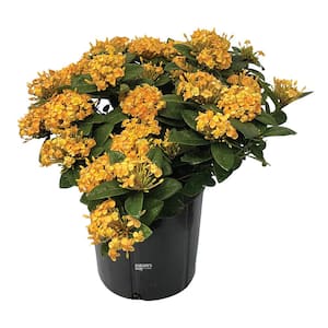 ixora maui yellow Live Outdoor Plant in Growers Pot Avg Shipping Height 2 ft. to 3 ft. Tall