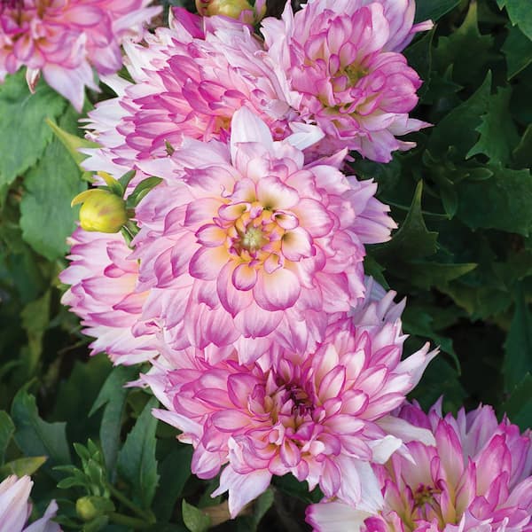 ALTMAN PLANTS 2.6  qt. 'Megaboom Berry Blast' Dahlia Annual Plant With Pink Flowers