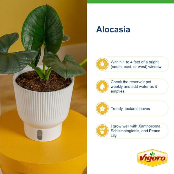 Vigoro Grower's Choice Indoor Alocasia Elephant Ear Plant in 10 in. White  Decor Planter, Avg. Shipping Height 1-2 ft. Tall L-ALC-S-PWT-01 - The Home  Depot