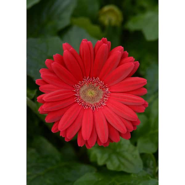 BELL NURSERY 2.5 qt. Red Gerber Daisy Annual Live Plant, Red Flowers (3-Pack)