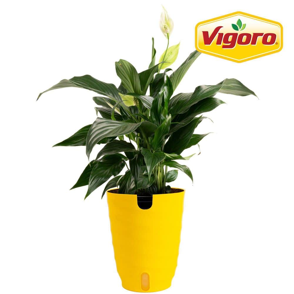 Costa Farms Spathiphyllum Peace Lily Indoor Plant in 6 in. Self