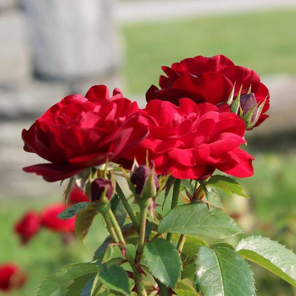 KNOCK OUT 2 gal. Red Double Knock Out Rose With Red Flowers HD3159