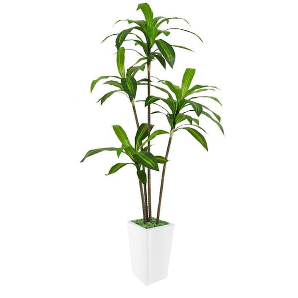 6 ft. Artificial Dracaena Tree in Pot with Realistic Leaves & Natural Wood Trunk