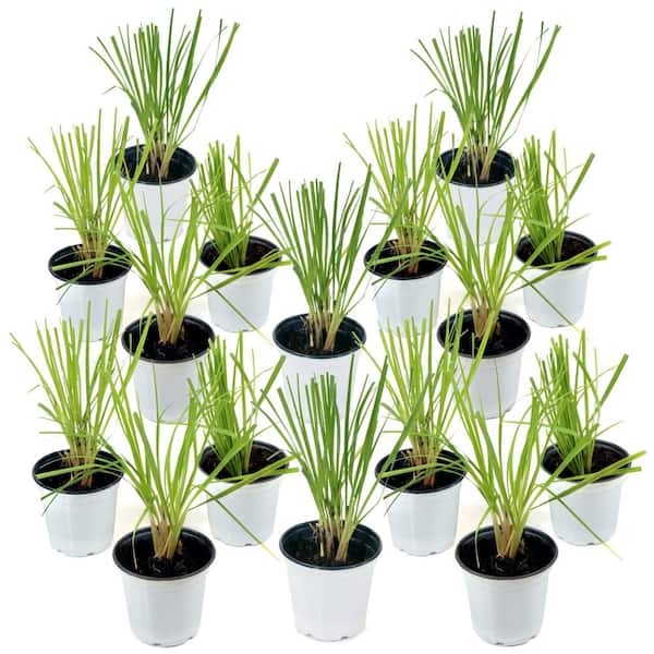 4 in. Lemon Grass Plant (16-Pack)