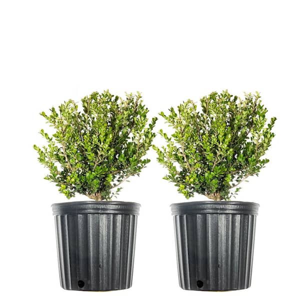 #1 Wintergreen Boxwood Shrub (2-Pack)