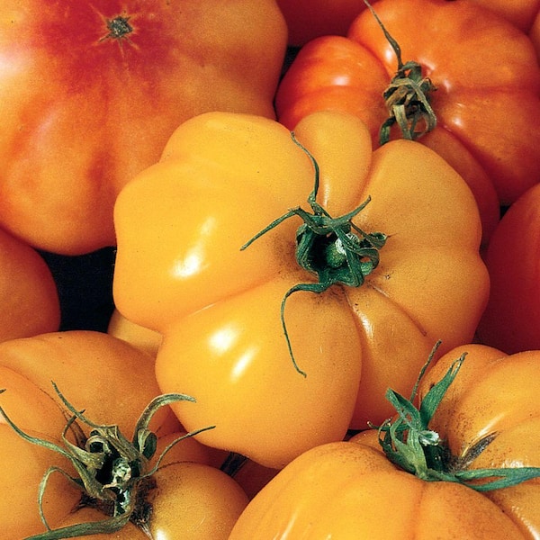 Seeds of Change Marvel Striped Tomato