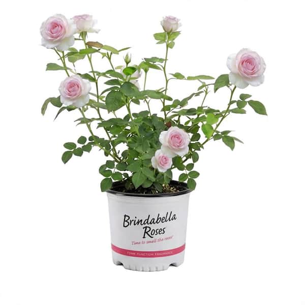 1 Gal. Touch of Pink Brindabella Live Rose with White and Pink