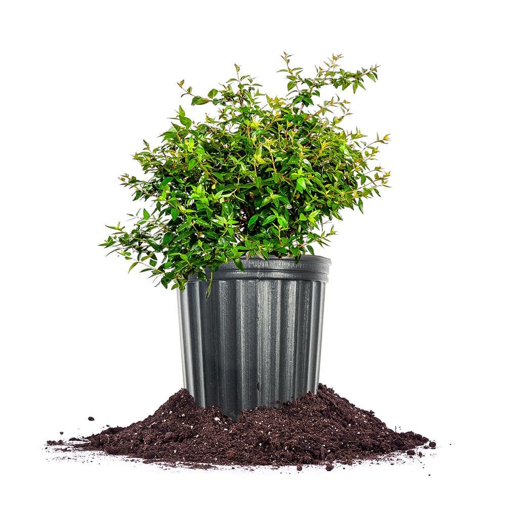 Ed Goucher Abelia Shrub in 1 Gal. Growers Pot