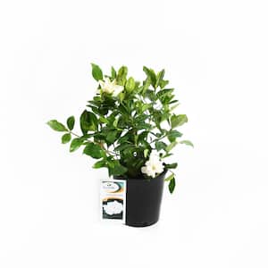 Everde Growers - 2.5 Qt. Gardenia