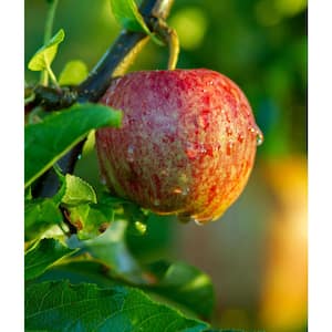 Online Orchards 3 ft. Granny Smith Apple Tree with Tart Green Fruit Best  for Baking FTAP203 - The Home Depot