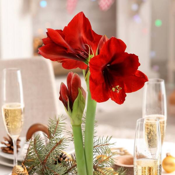 新品未使用⭐︎jnhearts Airily Bottoms Flower national PLANT NETWORK Gold Waxed Holiday Amaryllis Bulb