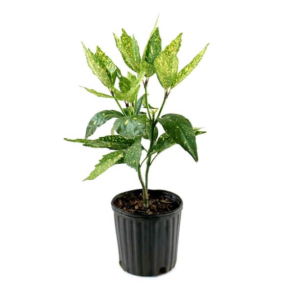1 gal. Acuba Gold Dust Live Shrub
