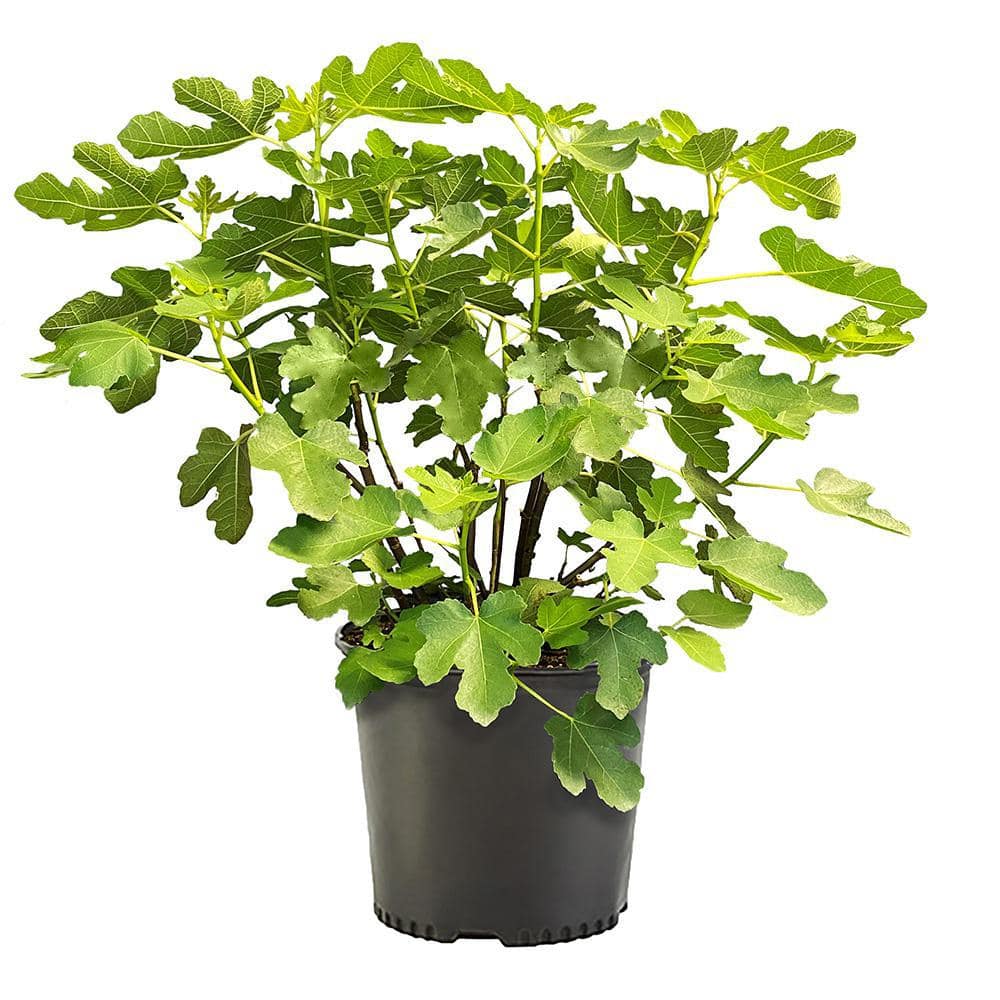 2.25 Gal. Brown Turkey Fig Tree Plant with Green Foliage