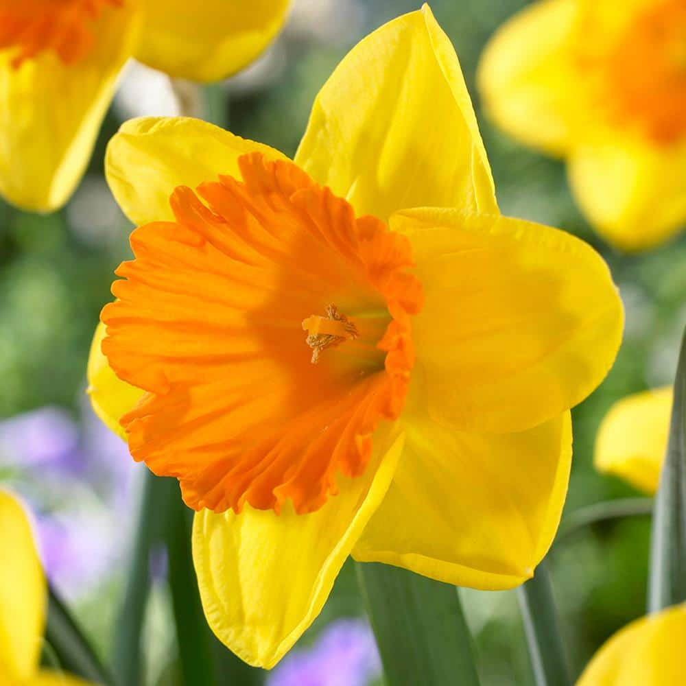  Dutch Master Daffodil 100 Bulbs - 12/14 cm Bulbs : Patio, Lawn  & Garden