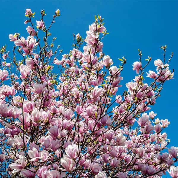 5 Pot Pink Flowering Alexandrina Japanese Magnolia Tree MAGALE05G