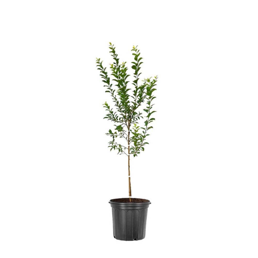 1 gal. AU Cherry Deciduous  Plum Tree