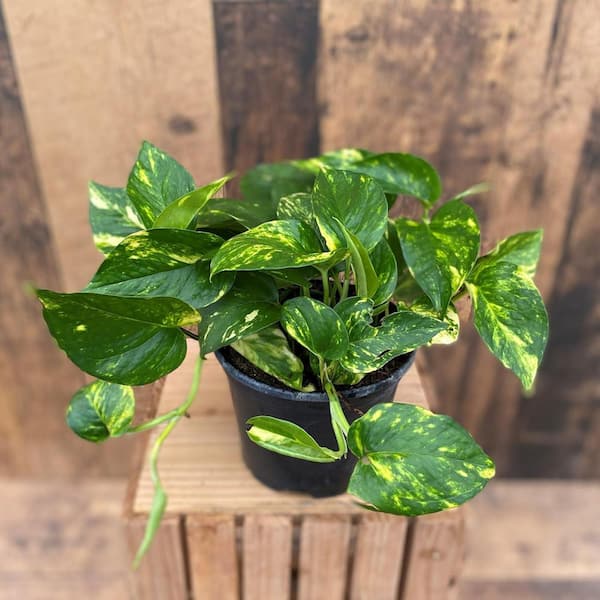 Wekiva Foliage Golden Pothos-Live Plant in a 6 Inch Pot-Epipremmum Aureum-Stunning Houseplant with Unique Foliage-Houseplant