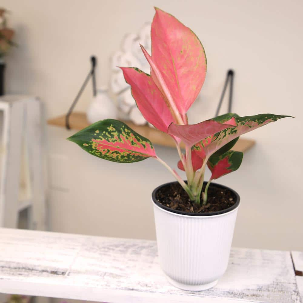 Aglaonema China Red Pink Indoor Houseplant in White Pot