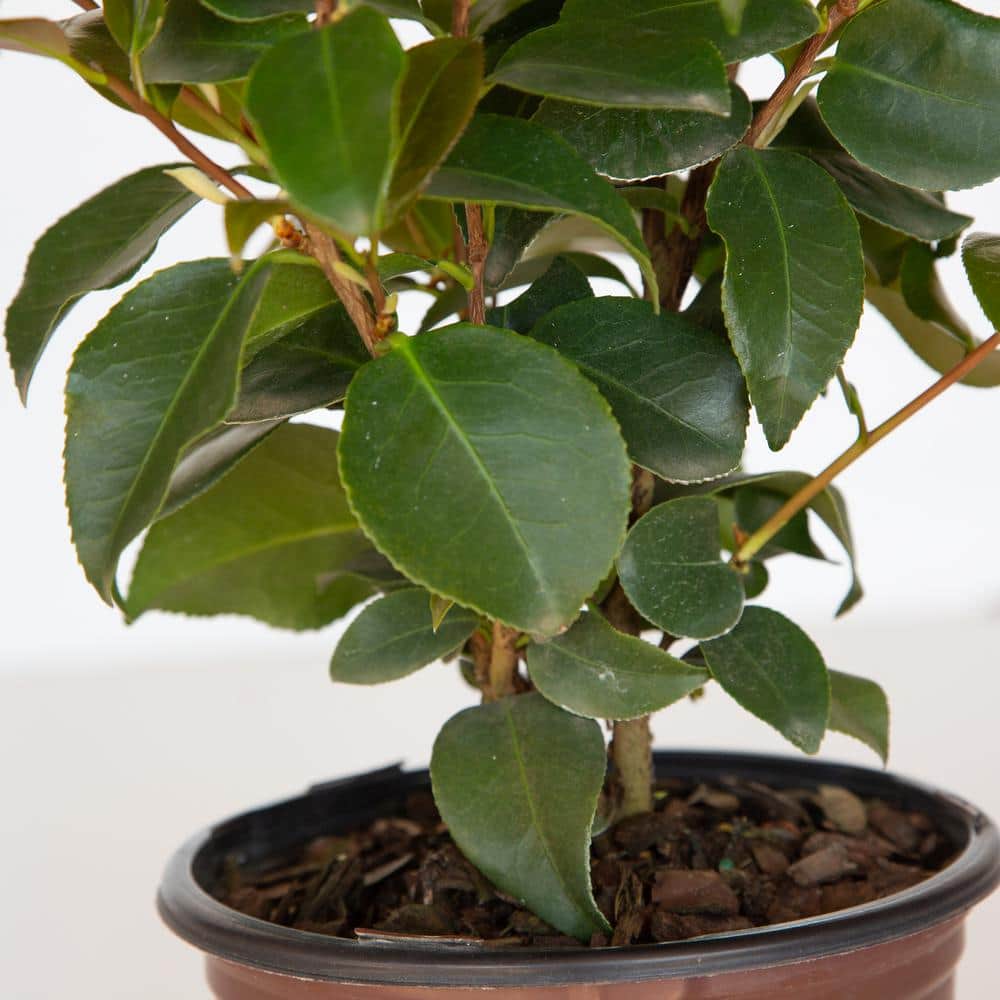 Early Wonder Camellia Bush with Pink Blooms in 2.5 Quart Pot