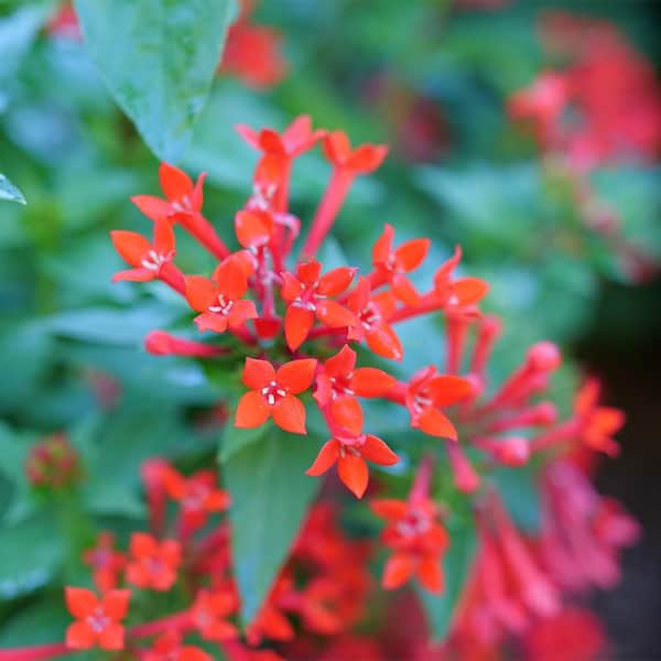PROVEN WINNERS 2 Gal. Estrellita Scarlet Firecracker Shrub 18390