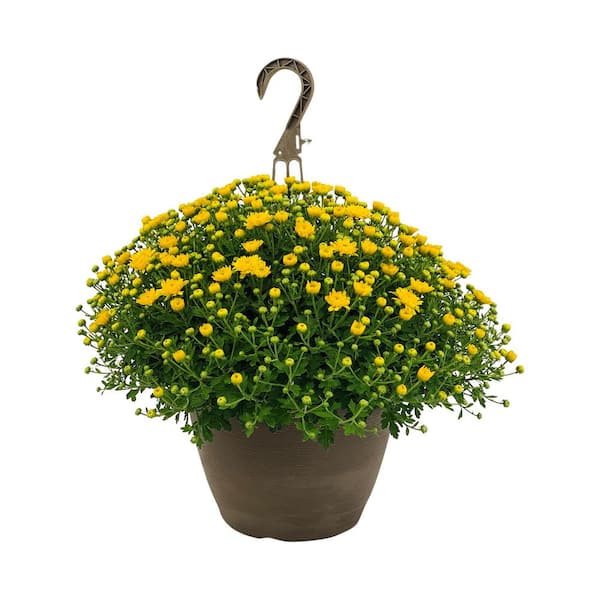 Vigoro Vigoro Hanging Basket Plants STH Collection - The Home Depot