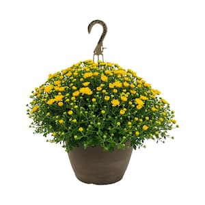 1.8 Gal. Mum Chrysanthemum Plant Yellow Flowers in 11 In. Hanging Basket