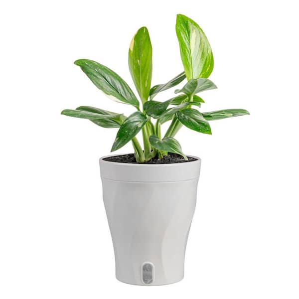 Costa Farms Trending Tropical Monstera Cobra Indoor Plant in 6 in. Self-Watering Pot, Avg. Shipping Height 1-2 ft. Tall