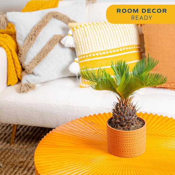 Cycas Revoluta Sago Palm Indoor Plant in 6 in. Decor Pot, Avg. Shipping Height 1-2 ft. Tall