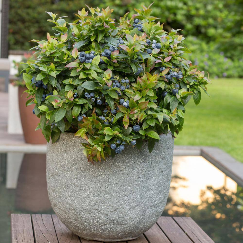 2 Gallon Blueberry Jelly Bean Plant in Green Container