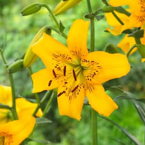14/16 cm, Asiatic Lily Yellow Bruse Flower Bulbs (Bag of 20)