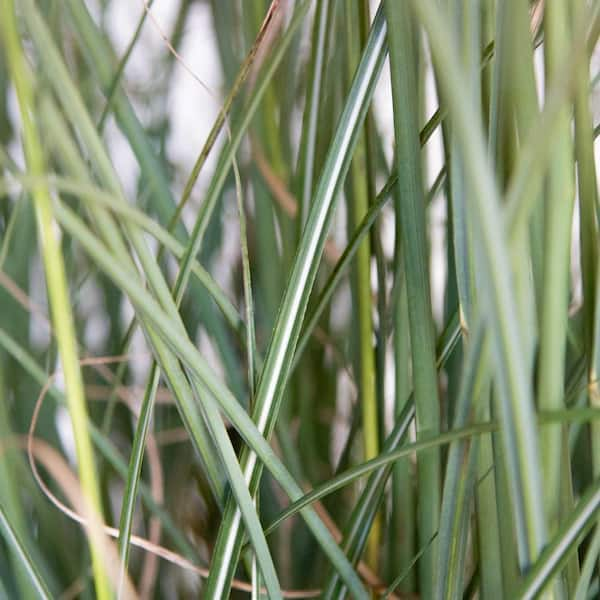 miscanthus sinensis adagio