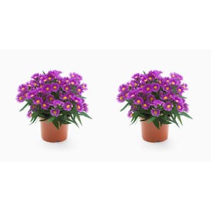 2.5 Qt. Pink/Magenta Perennial Aster (2-Pack)