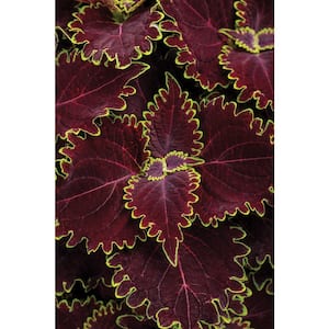 4.25 in. Eco+Grande ColorBlaze Wicked Witch Coleus (Solenostemon) Live Plant, Burgundy Foliage (4-Pack)