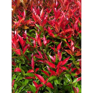 1 Gal. Firepower Heavenly Bamboo Shrub With Fiery Red Foliage (2-Pack)