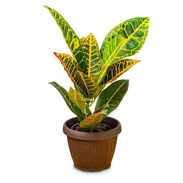 national PLANT NETWORK 6 in. Croton Petra Plant in Grower Container