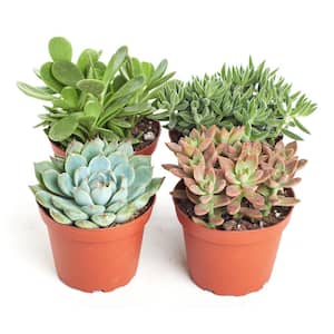 4 in. Assorted Succulent Collection Succulent (Collection of 4)