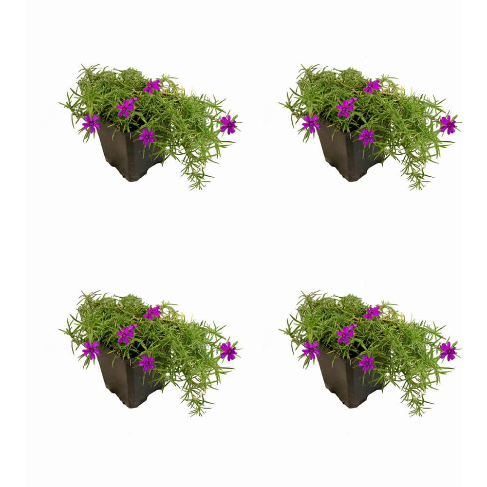 1.0 Qt. Perennial Phlox Subulata Spring Purple (4-Pack)