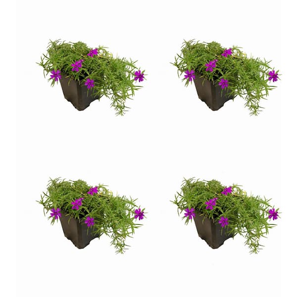 Unbranded 1.0 Qt. Perennial Phlox Subulata Spring Purple (4-Pack)