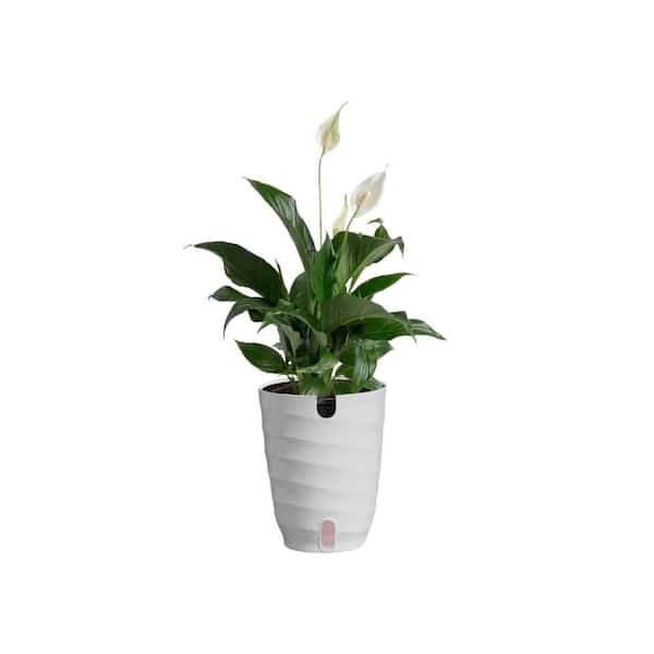Vigoro Peace Lily Indoor Plant in 6 in. White Decor Planter, Avg
