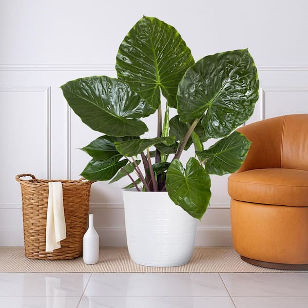 メロカクタス Vigoro 12 in. Vigoro Alocasia Metalhead Plant in White Decor Pot