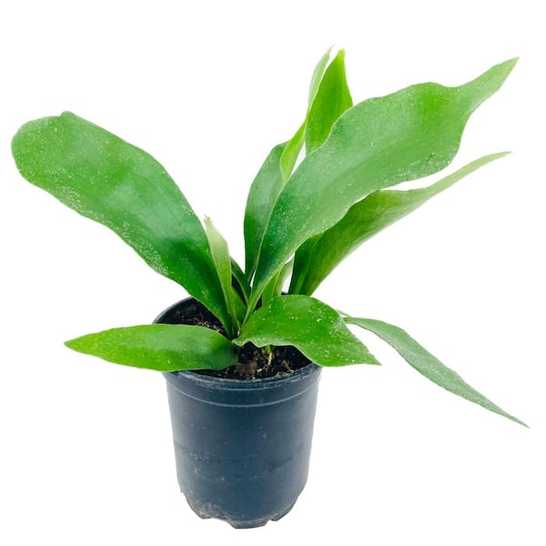 Wekiva Foliage Staghorn Fern - Live Plant in a 4 in. Pot - Platycerium Bifurcatum - Rare and Exotic Ferns from Florida