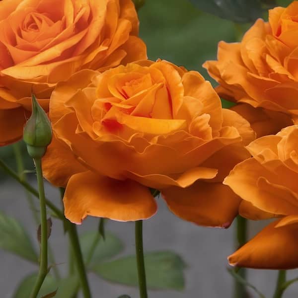 national PLANT NETWORK Bare Root Rose Maria Stern Hybrid Tea with