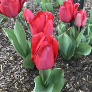 Red Oxford Tulip Plant Bulbs (100-Pack)