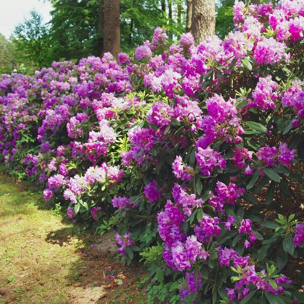 national PLANT NETWORK 1 Gal. Azalea Poukhanense Compacta