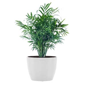 Neanthebella Palm Chamaedorea Elegans Parlor Palm Live Plant in 6 inch Premium Sustainable Ecopots Pure White Pot