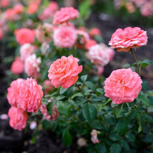 national PLANT NETWORK Bare Root Rose First Prize with Pink