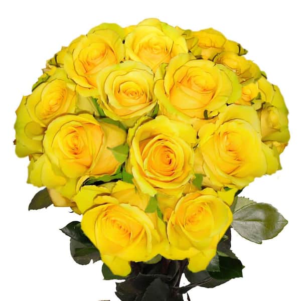 Globalrose Soft Yellow Idole Roses- Fresh Flower Delivery (50 Stems ...