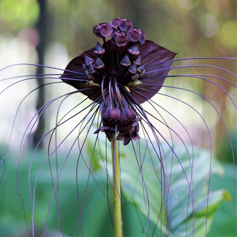 Wekiva Foliage Black Bat Flower - Live Plant in a 4 in. Pot - Not